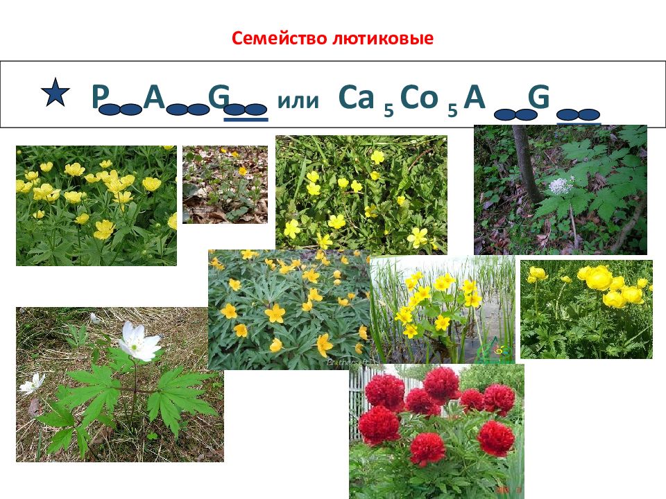 Семейство Лютиковых Фото И Названия Все Виды