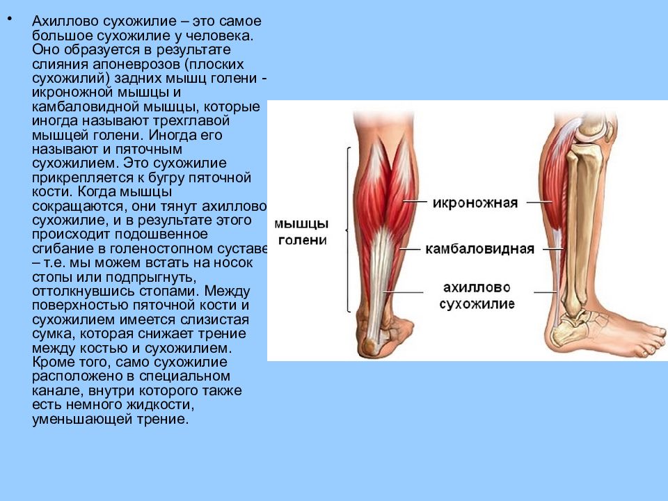 Ахиллово сухожилие разрыв ахиллова сухожилия. Тендинит сухожилия икроножной мышцы. Растяжение ахиллова сухожилия УЗИ. Ахиллово сухожилие мышцы. Надрыв разрыв ахиллова сухожилия.