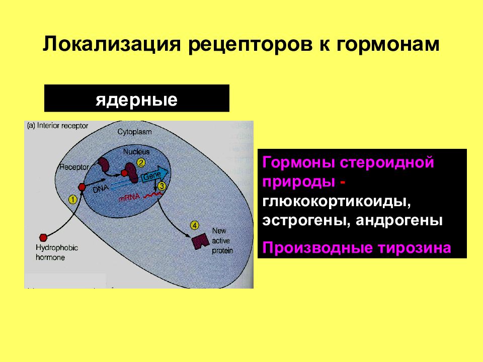 Рецепторы гормонов. Локализация рецепторов. Локализация гормональных рецепторов. Гормоны по локализации рецепторов. Локализация рецепторов всех.