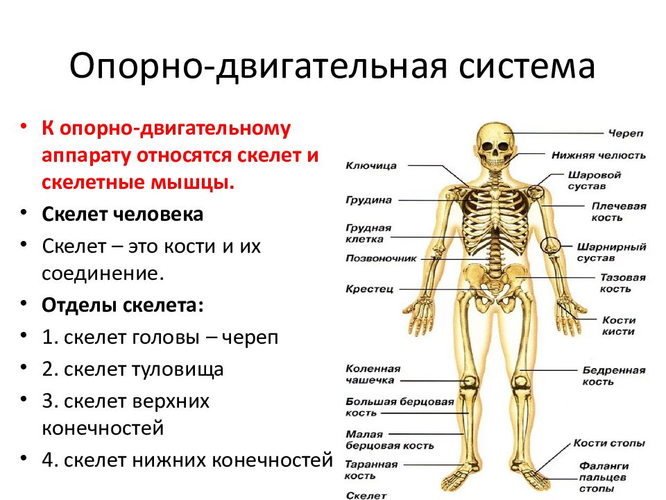 Внимательно рассмотри рисунок на котором изображена опорно двигательная система человека впр 4 класс