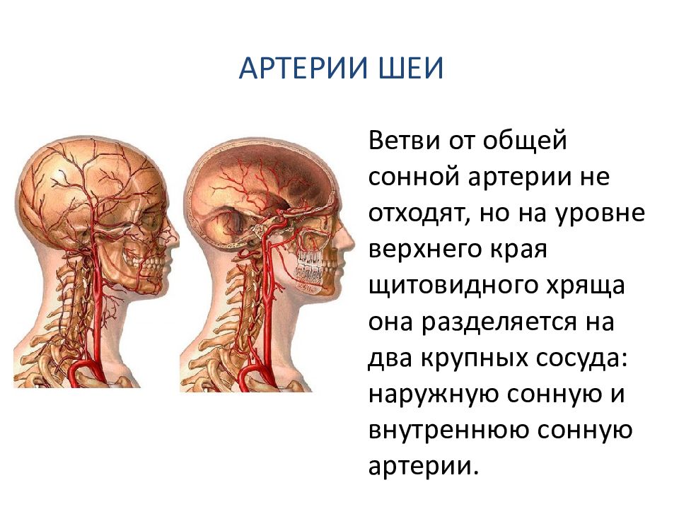 Где находится сонная артерия слева. Ветви общей сонной артерии. Общая Сонная артерия на шее. Сонная артерия на шее расположение.