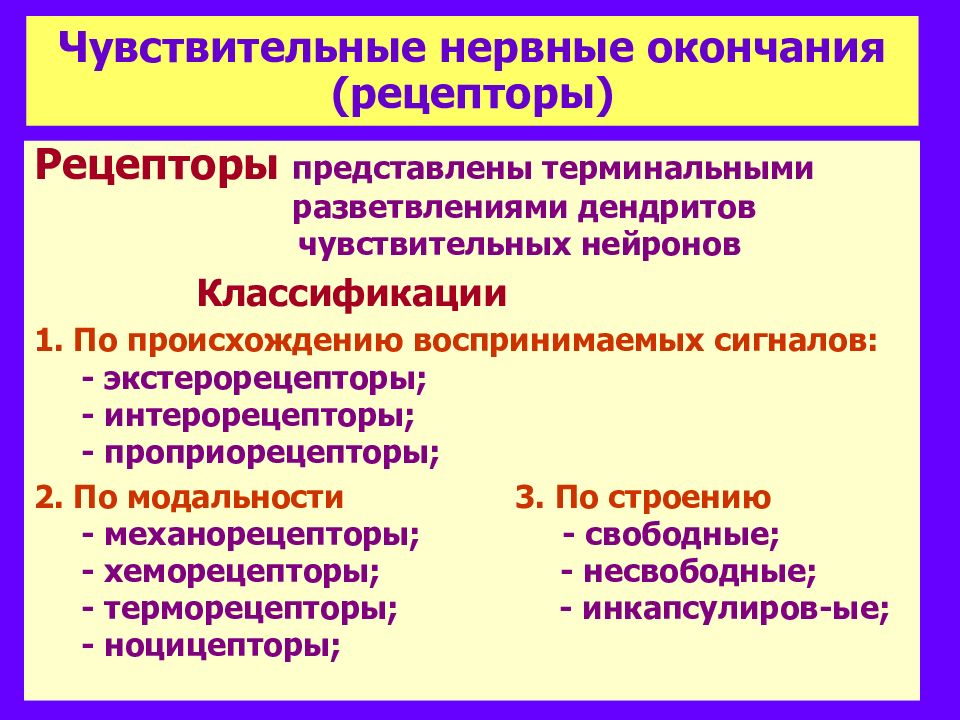 Нервные рецепторы. Чувствительные нервные окончания. Классификация нервных окончаний. Классификация чувствительных нервных окончаний. Классификация рецепторных нервных окончаний.