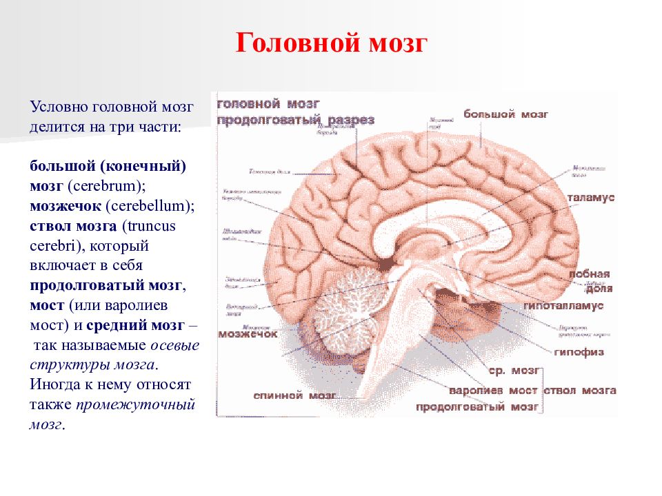 Неспецифические изменения мозга. Медиобазальные отделы головного мозга. Средний мозг (Mesencephalon) делится на части:. Головной мозг ствол мозжечок конечный мозг. Неспецифическая система мозга строение и функции.