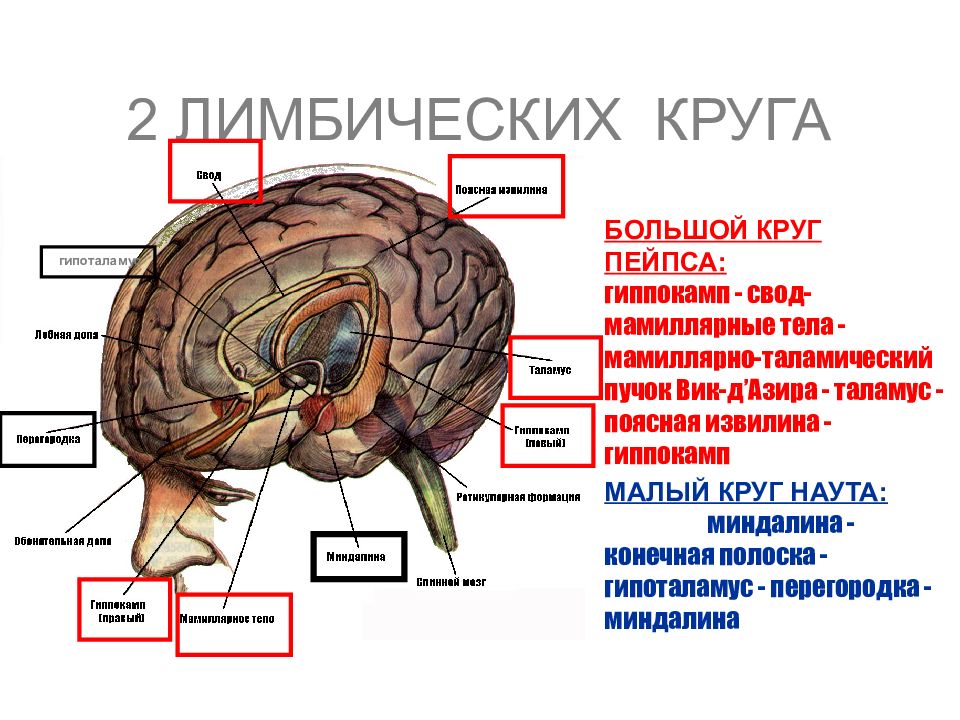 Мозжечок на уровне миндалин. Лимбическая система поясная извилина. Мамиллярные тела. Мамиллярные тела гипоталамуса. Круг Наута лимбическая система.