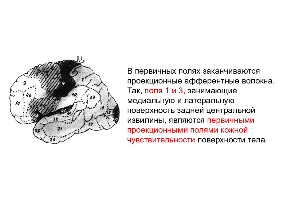 Первичные поля. Локализация функций в коре полушарий большого мозга. Динамическая локализация функций в коре головного мозга. Строение и функции коры головного мозга. Локализация функций в коре.. Локализация функций в коре полушарий большого мозга схема.