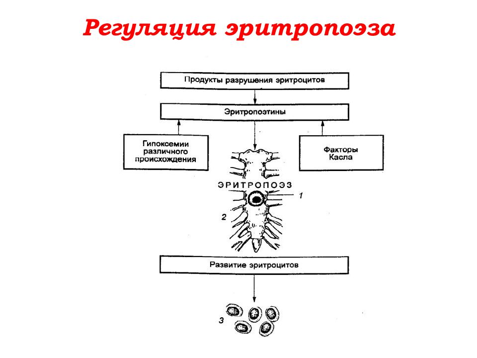 Схема регуляции количества эритроцитов в крови