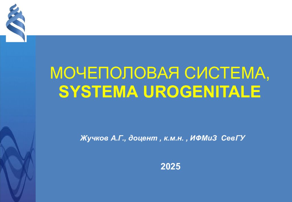 Жучков А.Г., доцент, к.м.н., ИФМиЗ СевГУ 20 25 МОЧЕПОЛОВАЯ СИСТЕМА, SYSTEMA