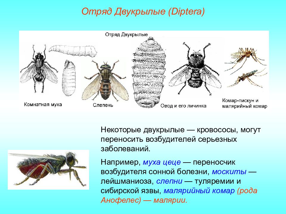 Класс насекомые отряд двукрылые