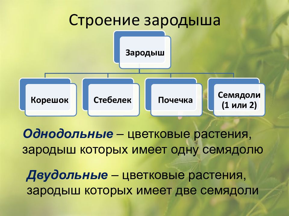 Характеристика строение. Структура зародыша. Строение зародыша. Строение семени гороха зародыш. Однодольные и двудольные растения.