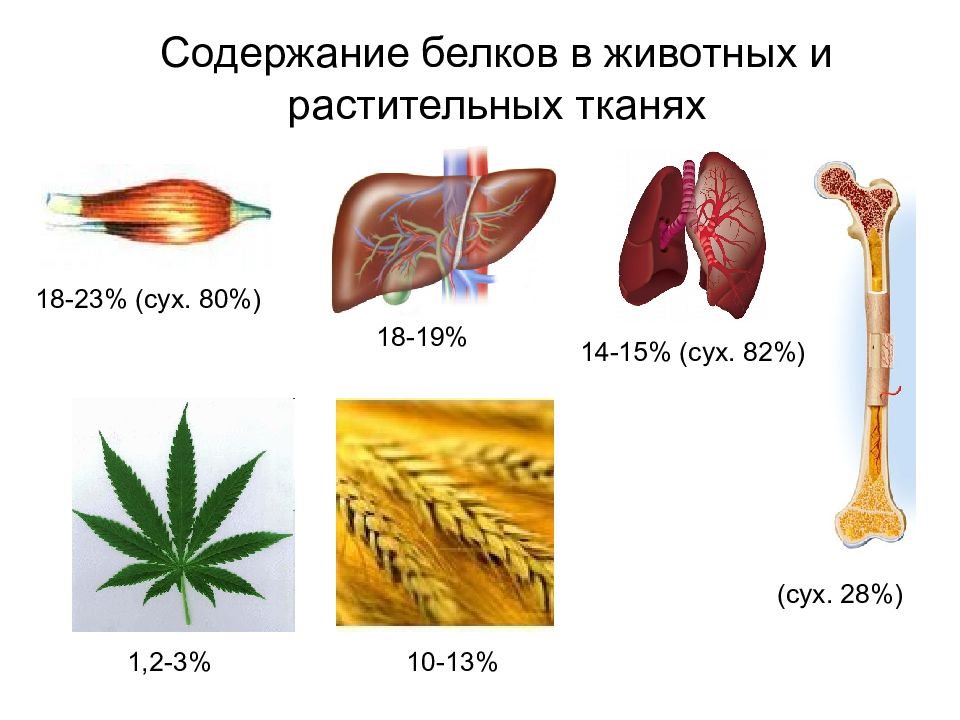 Содержание белков в животных и растительных тканях 18-23% (сух