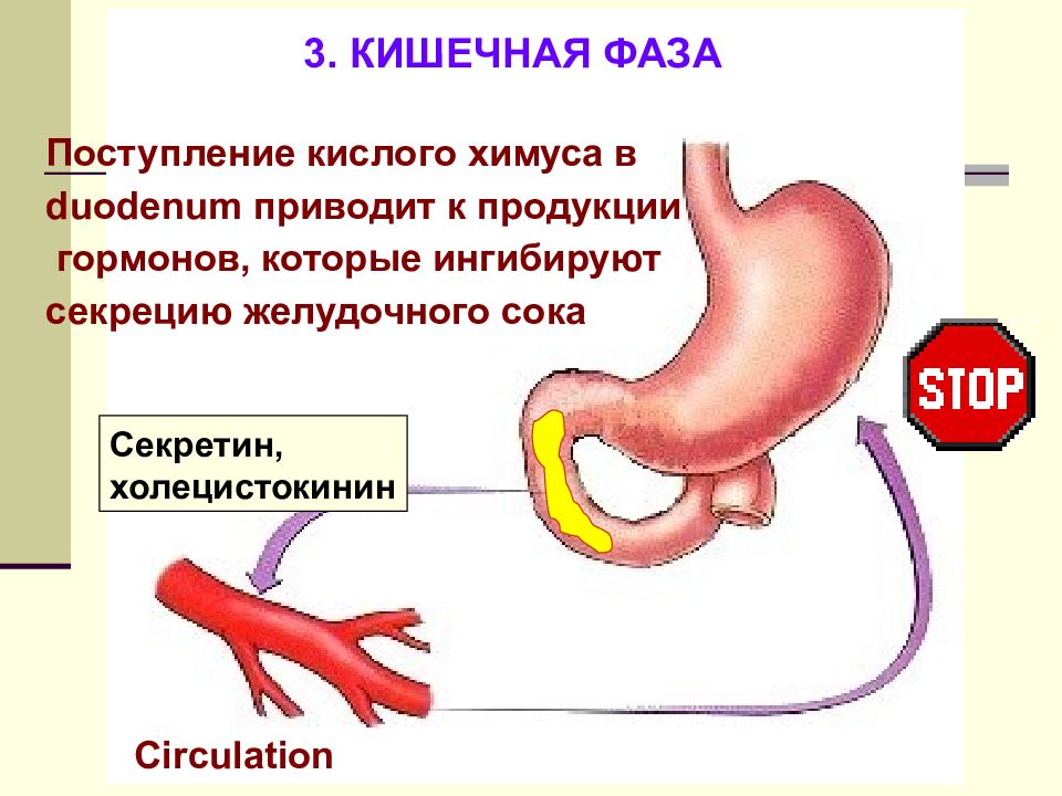 Стимулированная секреция желудка. Кишечная фаза секреции желудка. Регуляция желудочной секреции фазы желудочной секреции. 2 Фаза желудочной секреции. Фазы секреции желудочного сока.