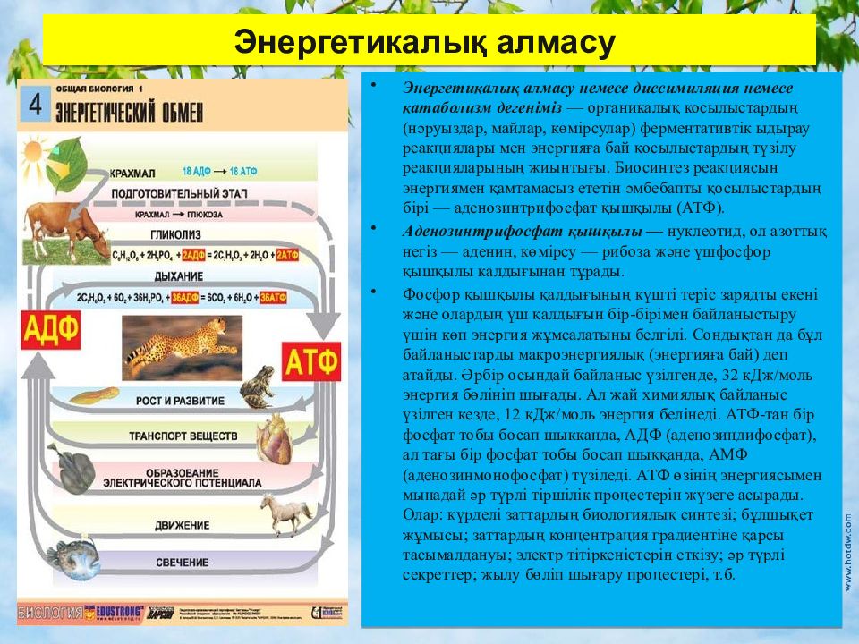 Зат алмасу презентация