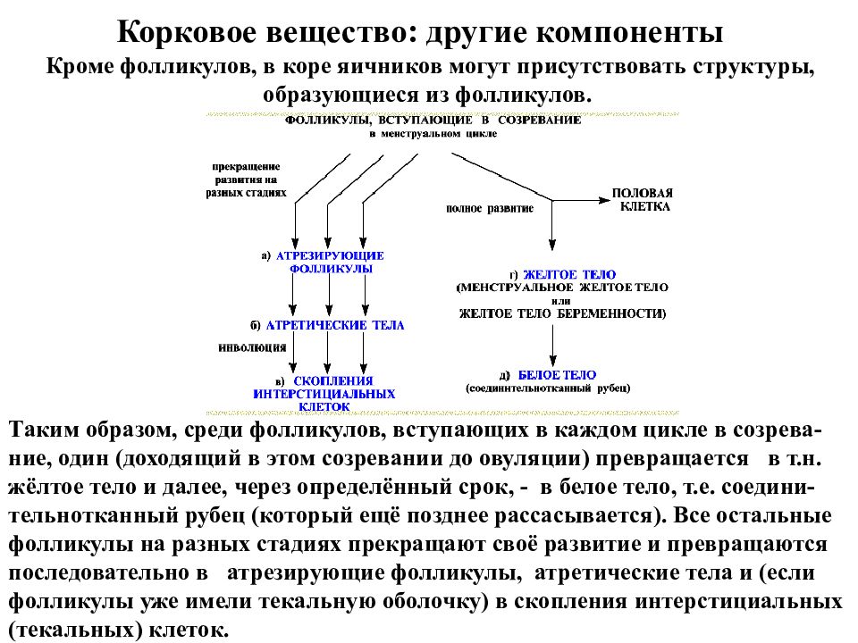 Женская половая система презентация 8 класс