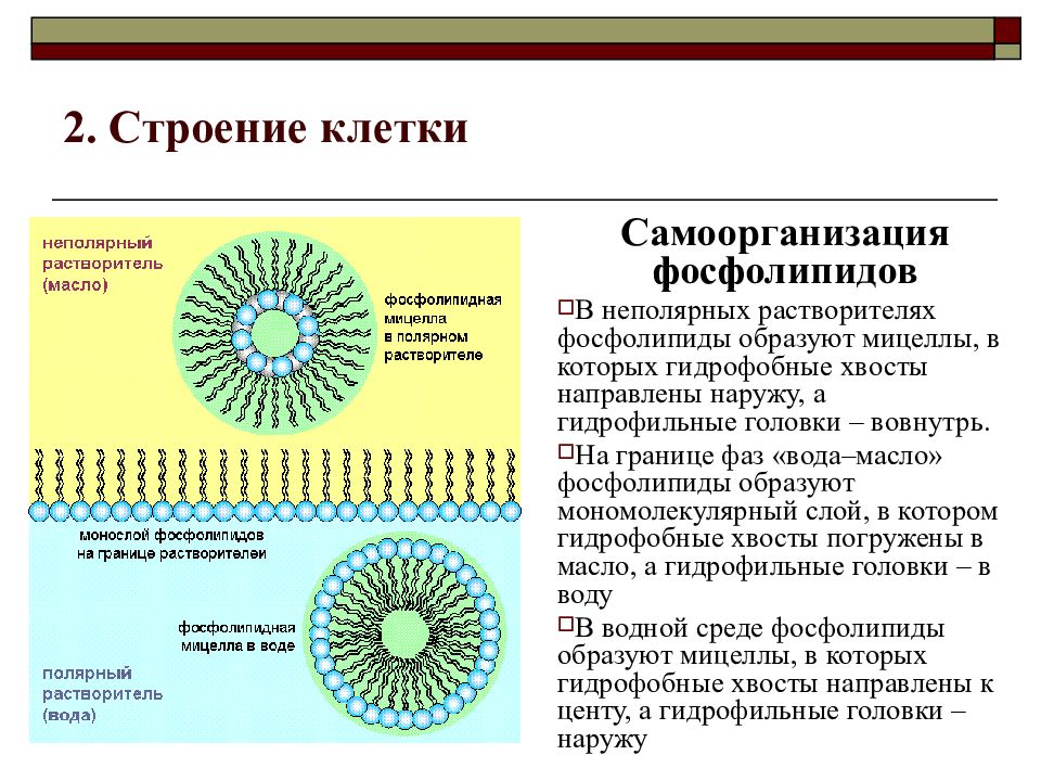 2 4 клетки. Мицеллы и липосомы. Фосфолипидная мицелла. Фосфолипиды мицелла. Образование и строение мицелл.