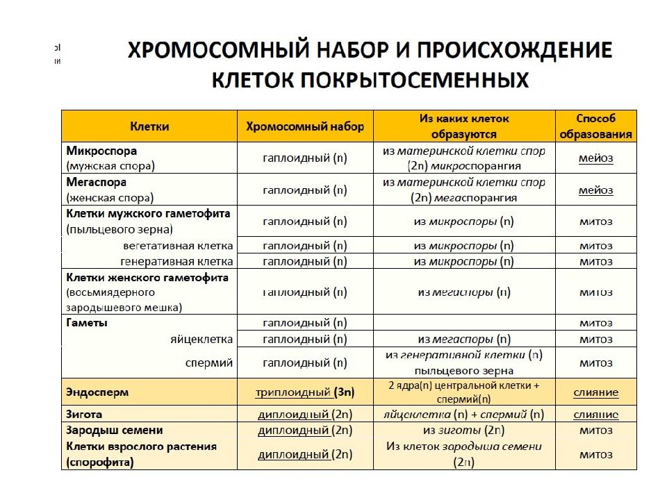 Хромосомный набор клеток растений. Жизненные циклы растений таблица. Хромосомный набор и происхождение клеток покрытосеменных. Хромосомный набор и происхождение клеток растений. Жизненный цикл растений ЕГЭ шпаргалки.