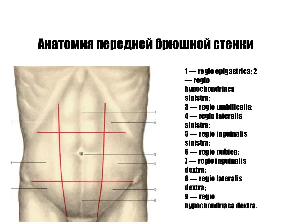 Квадранты живота схема