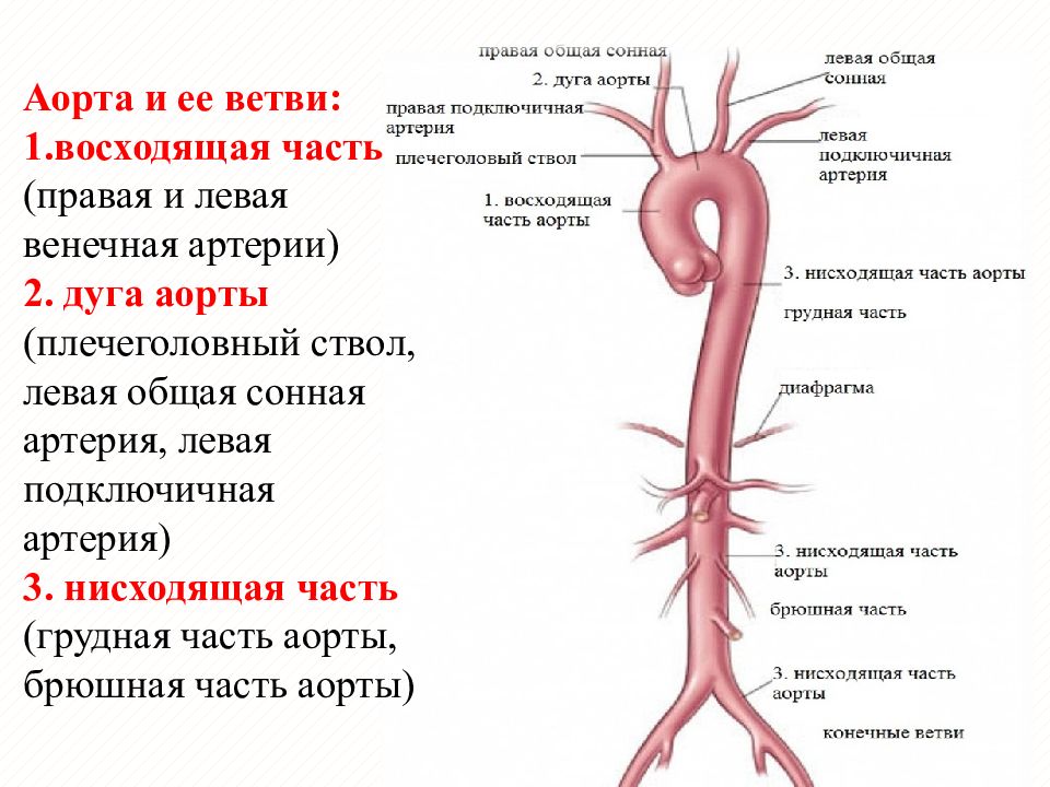 Ветви брюшной части аорты схема