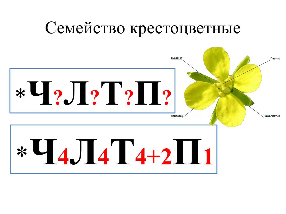 Семейство крестоцветные 7 класс