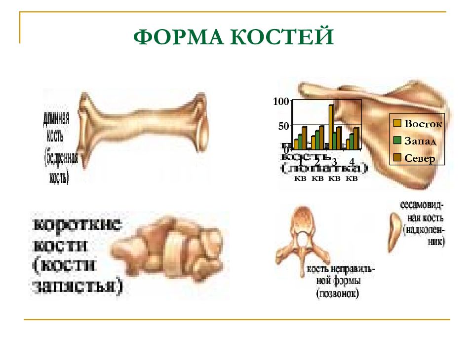 Формы костей. Особенности строения костей у детей. Изменение формы кости