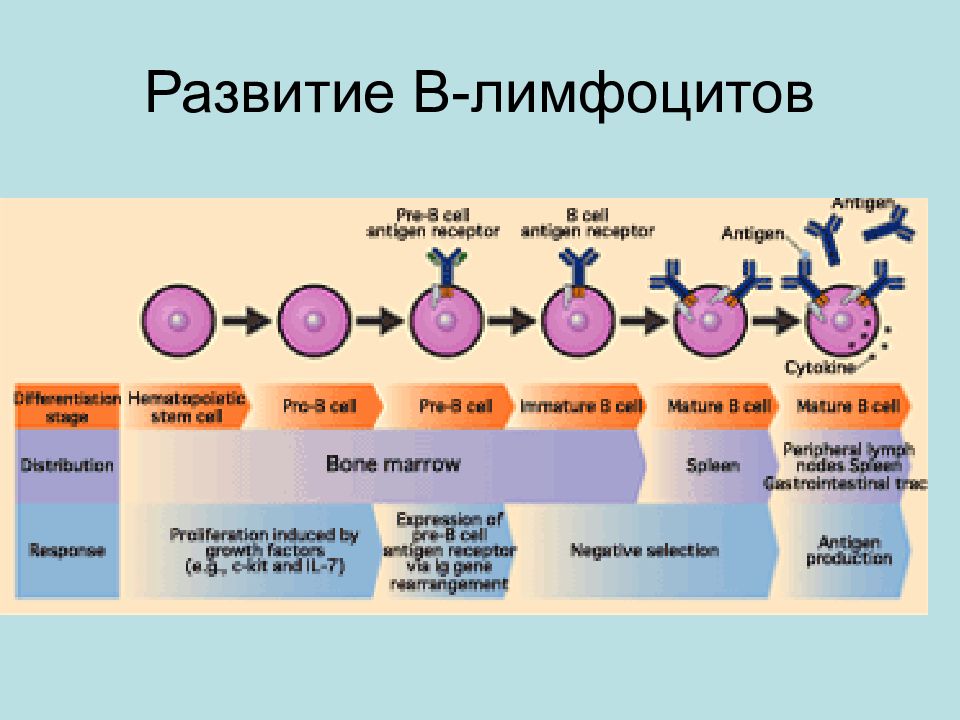 Развитие лимфоцитов. Созревание лимфоцитов схема. Дифференцировка b лимфоцитов иммунология. Этапы созревания лимфоци. Схема онтогенеза лимфоцитов иммунология.