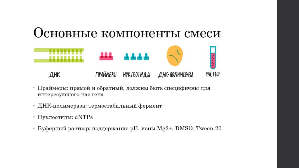 Пцр днк 5. Компоненты ПЦР смеси. Прямой и обратный праймер в ПЦР. ПЦР схема прямой и обратный праймер. Основные компоненты ПЦР.