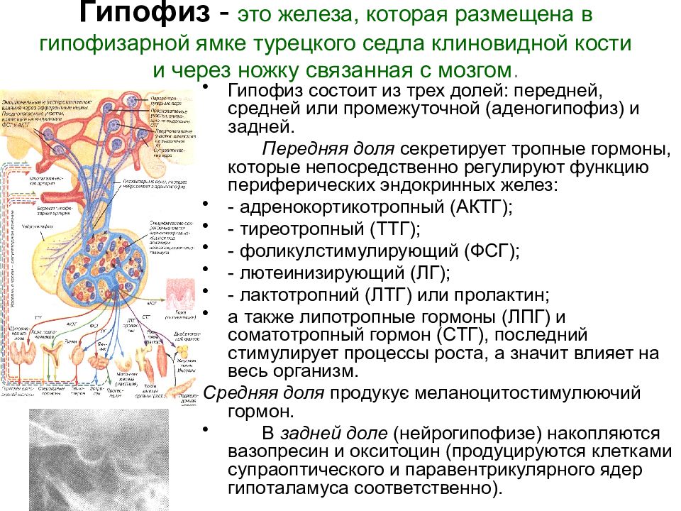 Заболевания гипоталамо гипофизарной системы презентация