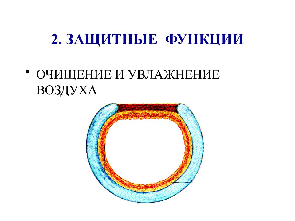 Функциональная анатомия дыхательной системы презентация