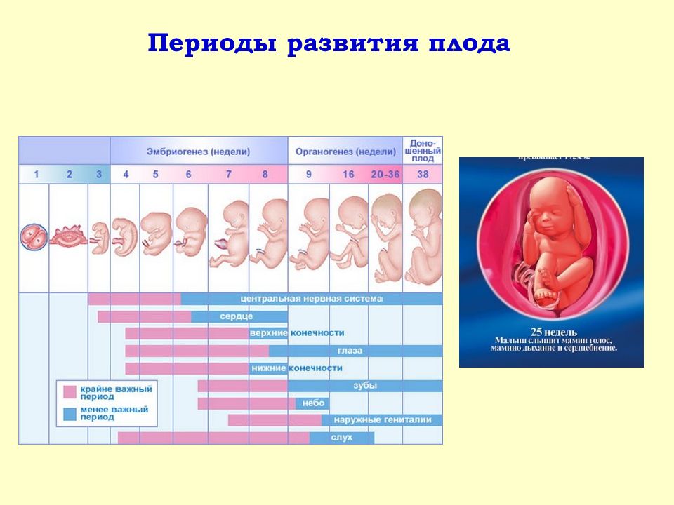 Критические периоды развития плода презентация