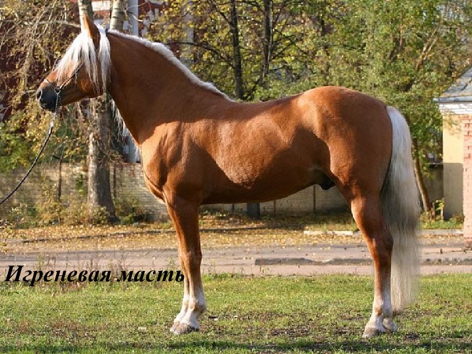 Игреневая масть