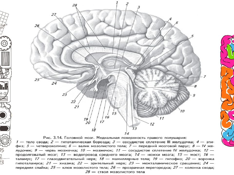 Медиальная поверхность мозга. Медиальная поверхность головного мозга. Промежуточный мозг таламус медиальная поверхность. Медиальная поверхность головного мозга Сагиттальный разрез мозга. Медиальная мозговая полоска таламуса.