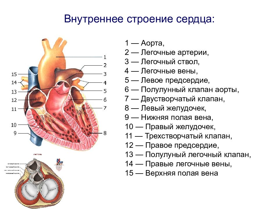 Структура сердца схема