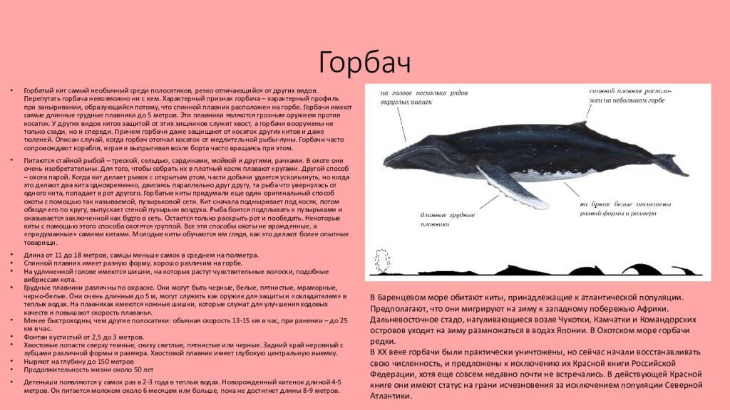 2 жизнь кита. Горбатый кит. Горбатый кит красная книга. Сообщение о горбатом ките. Горбач кит красная книга.