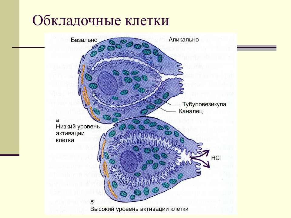 Пищеварение клетки. Обкладочные клетки. Строение обкладочной клетки. Париетальные и обкладочные клетки. Обкладочные клетки желудка.