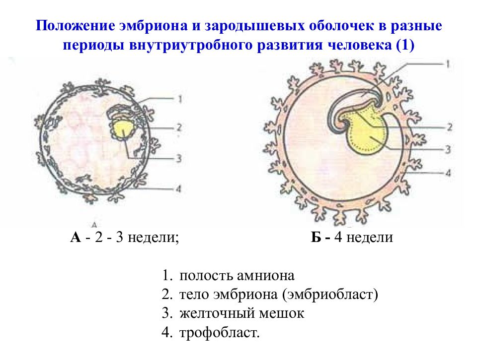 На рисунке изображен эмбрион человека