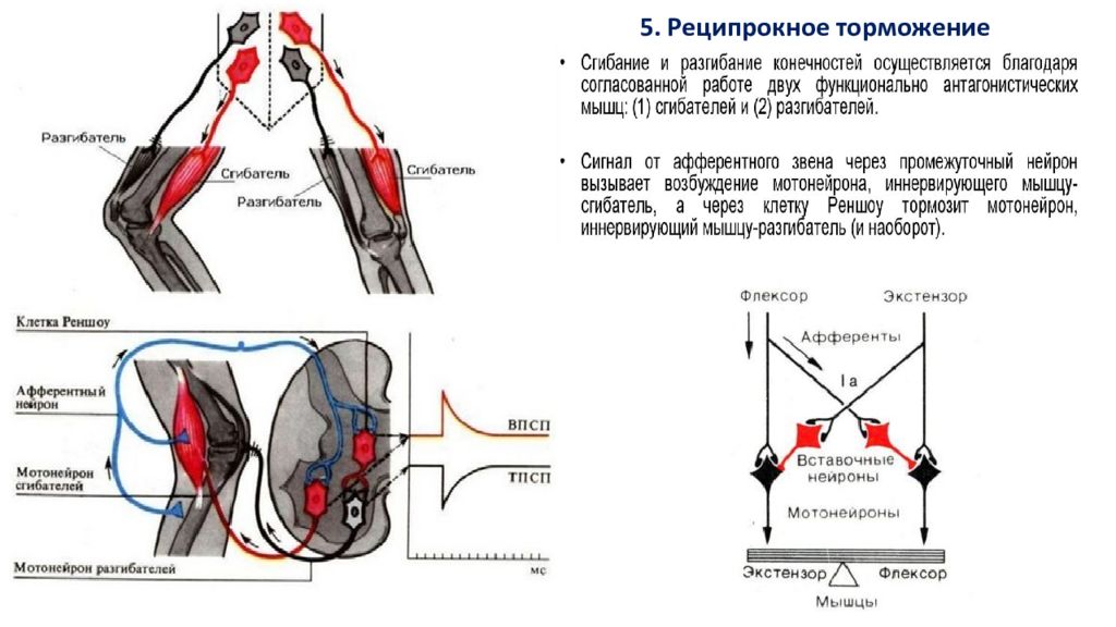 Ориентировочный рефлекс. Реципрокное торможение спинальных рефлексов. Реципрокное торможение рефлексов схема. Статокинетические рефлексы рефлекторная дуга. Рефлекторная дуга ориентировочного рефлекса.