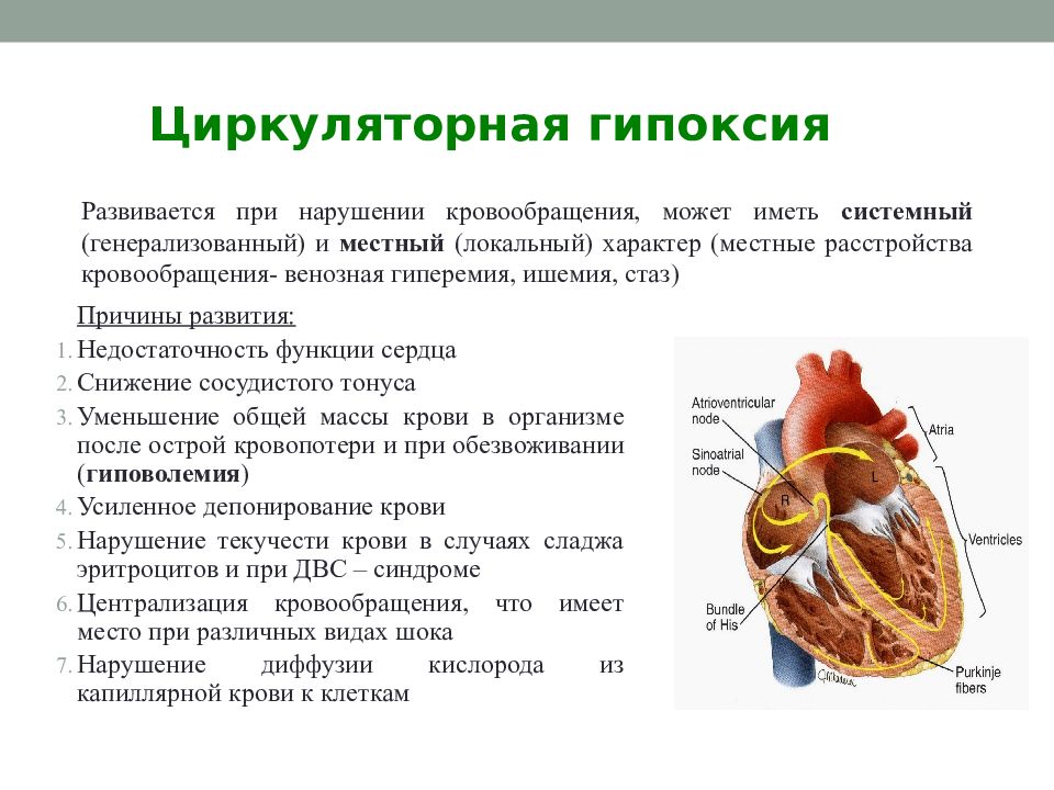 Гипоксия повышена. Циркуляторная гипоксия механизмы развития. Причины развития циркуляторной гипоксии. Патогенез циркуляторной гипоксии. Причины сердечно сосудистой гипоксии.