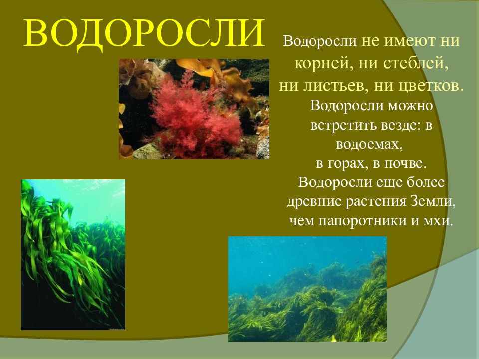 Почвенные водоросли. Водоросли презентация. От чего зависит окраска водорослей.