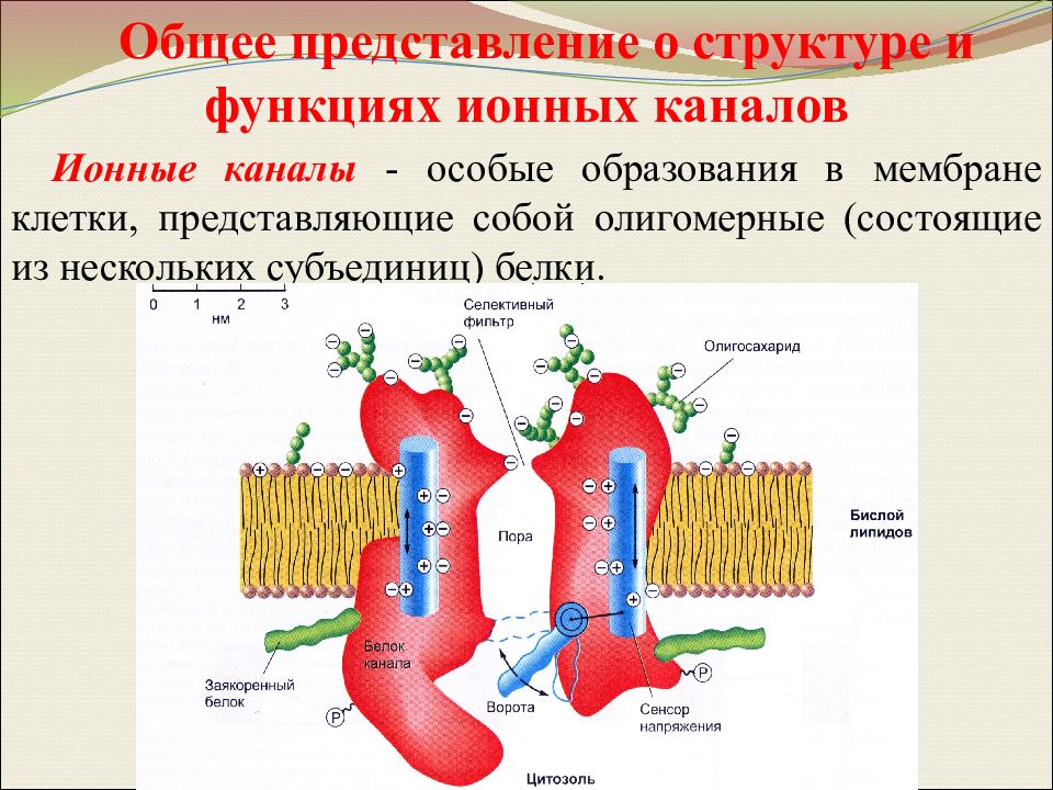 Каналы мембраны. Строение и функции ионных каналов мембраны. Ионные каналы клеточных мембран. Схема строения ионного канала. Строение ионного канала мембраны.