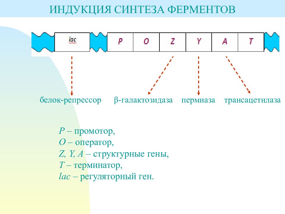 Синтез ферментов. Индукция и репрессия синтеза ферментов. Индукция синтеза ферментов. Индукция и репрессия биосинтеза ферментов. Репрессия синтеза ферментов.