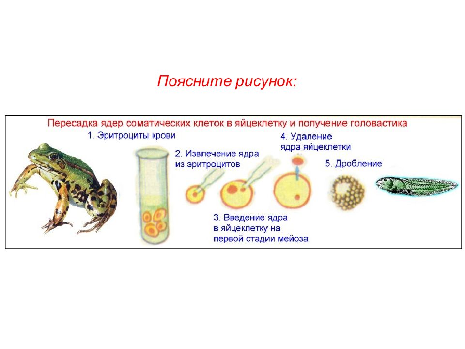 Презентация пименов селекция микроорганизмов