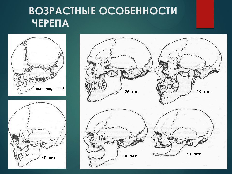 Особенности костей черепа. Фило-онтогенез мозгового черепа. Возрастные особенности черепа. Возрастные изменения черепа. Возрастные и половые особенности черепа.