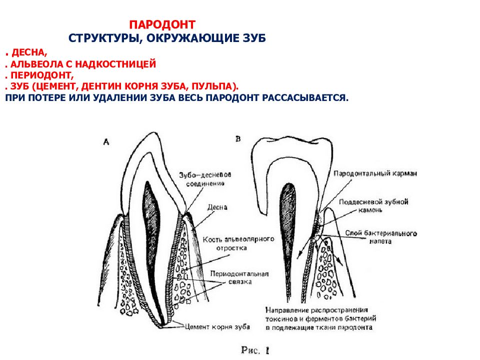 Цемент корень. Схема связочного аппарата зуба периодонта. Цемент корня зуба.