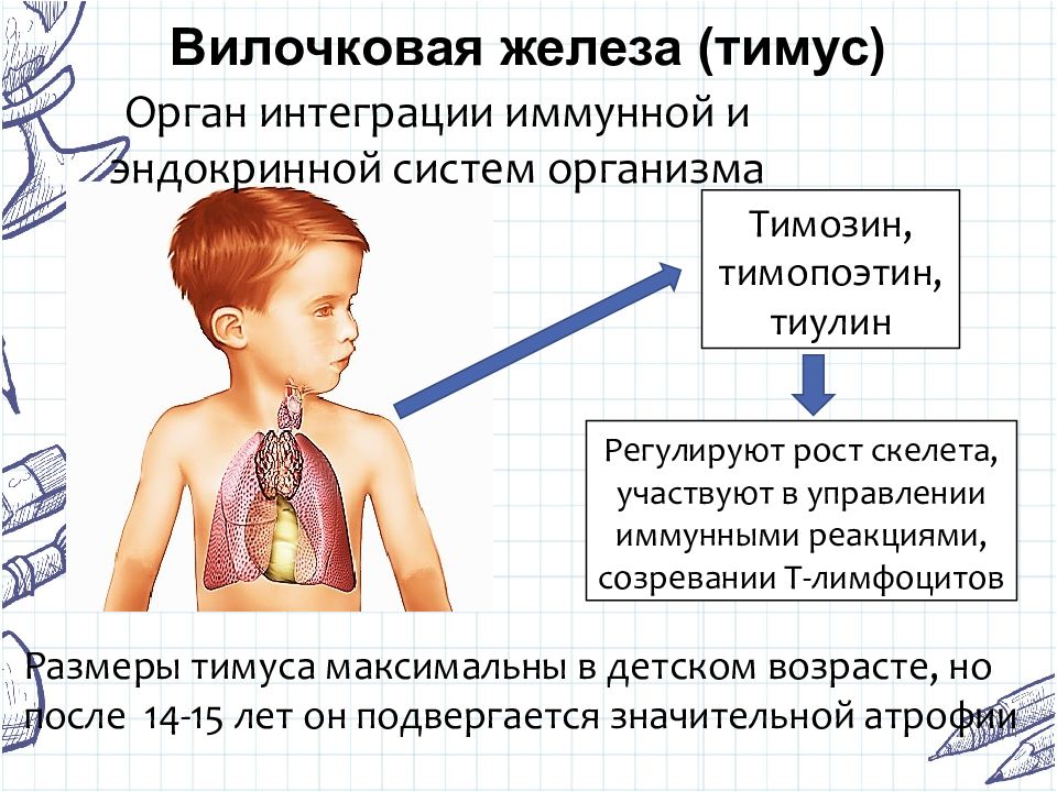 Остальных желез