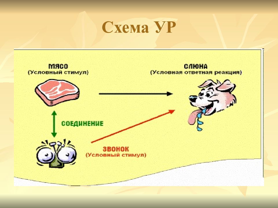 Условная теория. Павлов схема теория рефлексы. Условный рефлекс стимул реакция. Условные рефлексы картинки. Условный рефлекс примеры у собаки.