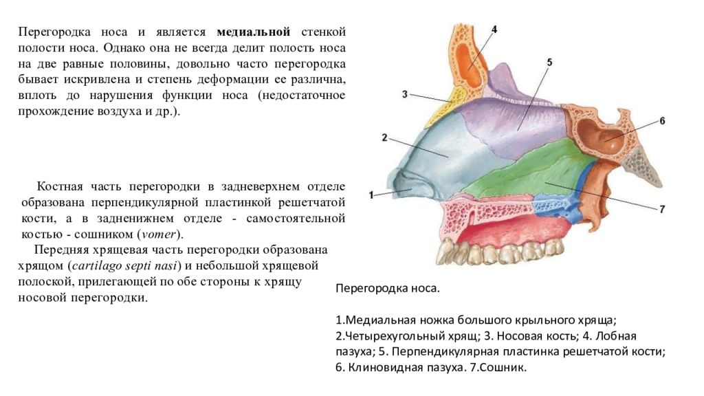 Полость равный. Стенки носовой полости анатомия. Верхняя стенка полости носа образована. Строение медиальной стенки полости носа. Медиальная пластинка носовой полости.