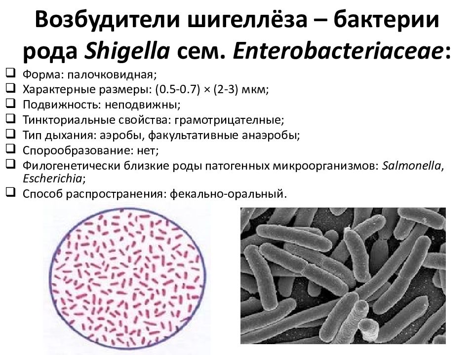 Шигеллез микробиология презентация