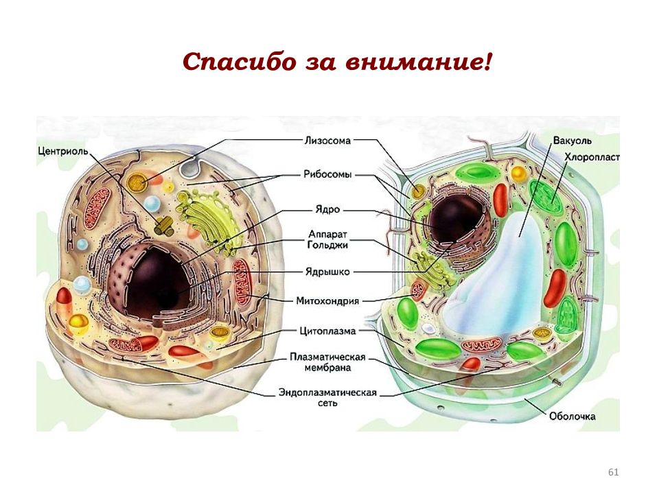 Дифференциация клеток растений