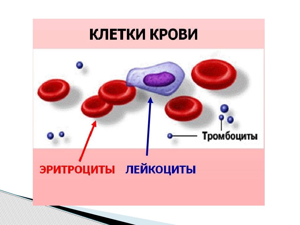 4 эритроцита человека. Эритроциты лейкоциты тромбоциты рисунок. Схема эритроцитов лейкоцитов тромбоцитов. Клеточные компоненты крови. Эритроцит человека рисунок.