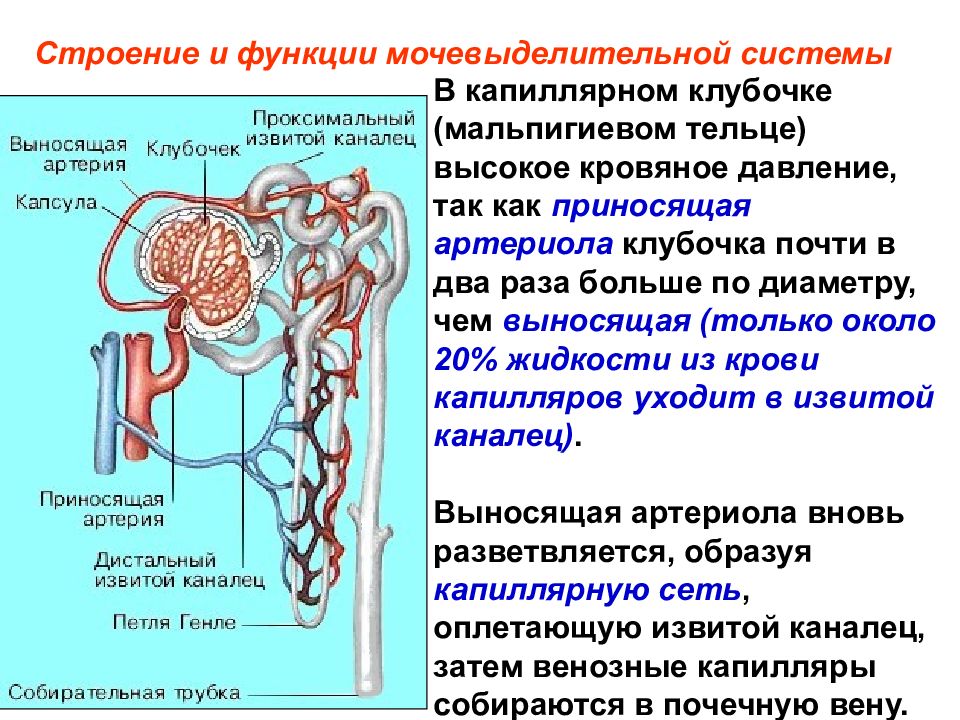 Строение и функции мочевыделительной системы 8 класс презентация