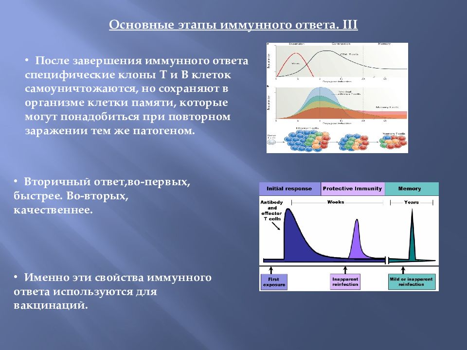 Основные этапы эволюции иммунной системы. Основные этапы иммуногенеза. Инволюция иммунной системы. Завершение иммунного ответа.